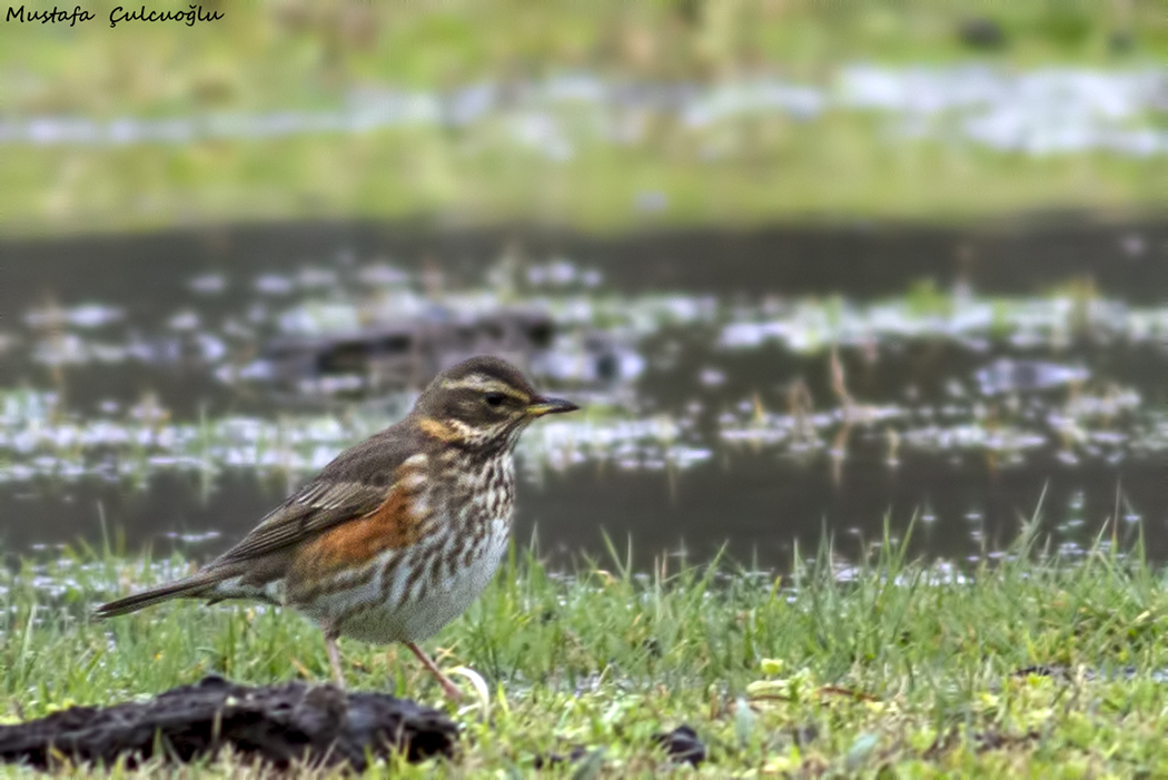 Redwing